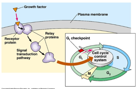 Growth factor Plasma membrane Relay proteins a, checkpoint Recepto protein Signal transduction Cell cycle controls system pathway