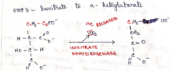 STEP 3 - Isocitrate to a- ketoglutarate CH₂-600 Varaf 140 RELEASED ELEASED cool CH₂-and ertz H - 2 - C- lo Vog, eso Hà - c –