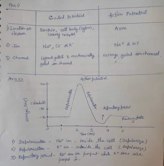 Ans ) Graded Potential Action Potential. » Location on Neuron, Axon. Dendrite, cell body (Cyton), Sensoly receptor 27 Ton Nat