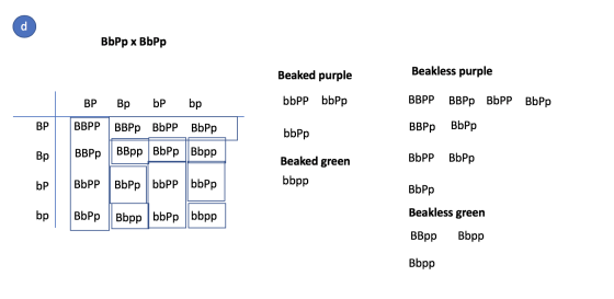 BbPp x BbPp Beakless purple Beaked purple bbPP bbPp BBPP BBPp BbPP BbPp ВР BBPP Вp bP bp BBPp BbPP BbPp BBpp BbPp Bbpp bbPp B