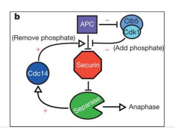 APC Clb5 Cdk1 (Remove phosphate) - (Add phosphate) Securin Cdc14 Anaphase Separase
