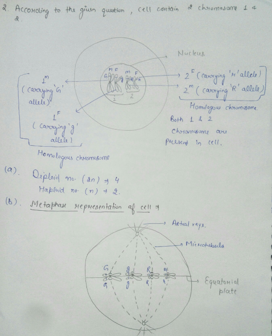 According to the quen question, cell contain 2 chromosome 1 4. Nucleus MF M F 29 RON (carryings alecos 2 (carrying esallel