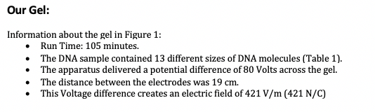 Our Gel: Information about the gel in Figure 1: • Run Time: 105 minutes. • The DNA sample contained 13 different sizes of DNA