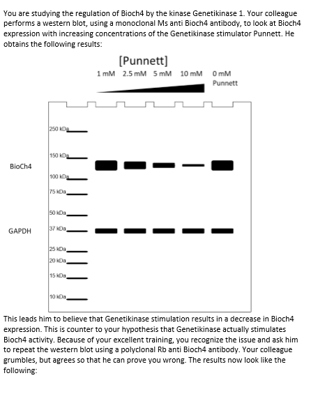 You are studying the regulation of Bioch4 by the kinase Genetikinase 1. Your colleague performs a western blot, using a monoc