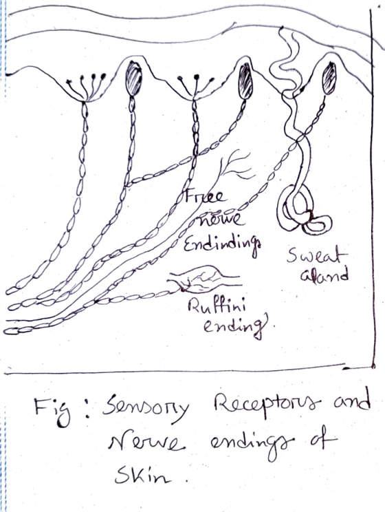 Free mowe Endindings Sweat aland Ruffini ending Fig: Sensory Receptory and Nerve endings of Skin