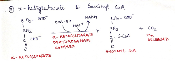 to x-ketoglutarate C.H2 - Code Succinyl CoA NADH 1. eta-cool COA-SH NAD+ 1 CH₂ + CO2 CH2 e-S-CoA 130 c-cool RELEASED - KETOGL