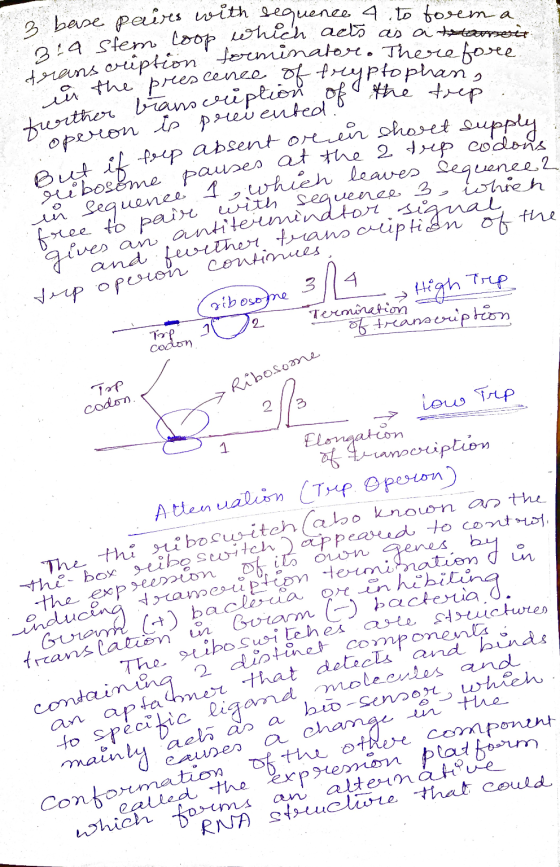 in sequence 1, which leaves sequence 2 called the expression platform. transcription forminator. Therefore But if feep absent