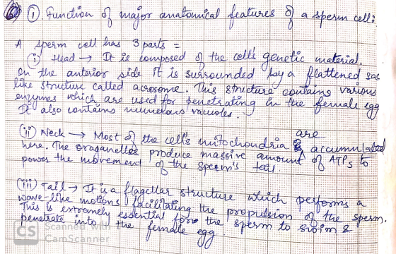 A of the celle function of major anatomical features of a speren celli sperm cell has 3 parts ② Head It is composed genetic m