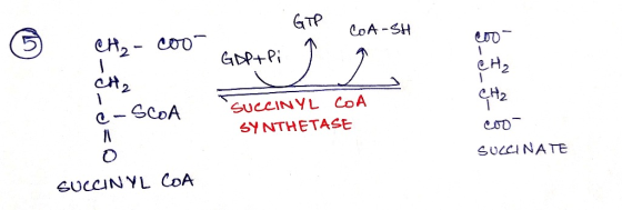 COA-SH CH, - coo- Coo GDP+Pi CH₂ CH2 SCOA SUCCINYL COA SYNTHETASE 200- SUCCINATE O SUCCINYL COA