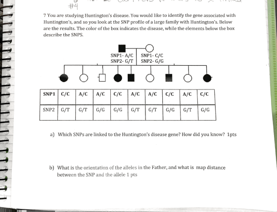 7 You are studying Huntingtons disease. You would like to identify the gene associated with Huntingtons, and so you look at the SNP profile of a large family with Huntingtons. Below are the results. The color of the box indicates the disease, while the elements below the box describe the SNPS SNP1- A/C SNP1- C/C SNP2- G/T SNP2- G/G SNP1 C/C A/CA/CC/C A/C A/CC/C A/CC/C SNP2 G/TG/TG/GG/GG/T G/T G/GG/T G/G a) Which SNPs are linked to the Huntingtons disease gene? How did you know? 1pts b) What is the orientation of the alleles in the Father, and what is map distance between the SNP and the allele 1 pts