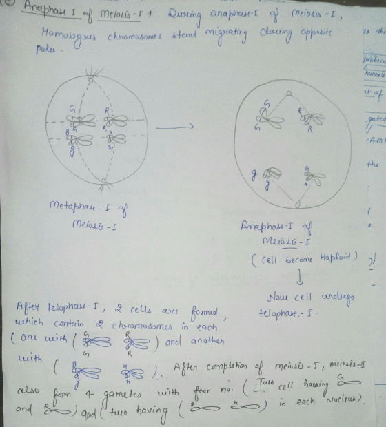 o Anal maphase I of meiosis-s & During an aphase-I of meiosis - I, Homologous stevit bosite migrating & the chromosomes C nol