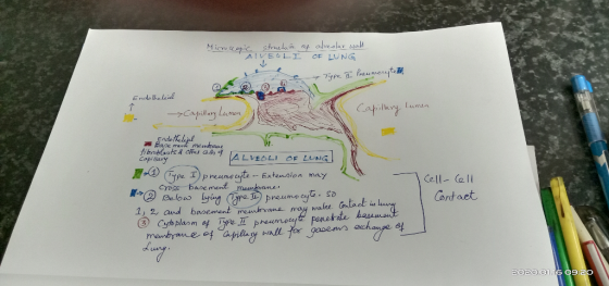 Microscopic structure of alveolar wall ALVEOLI OF LUNG e Type II Preumocyte to Endothelial Capillary Lumen Capillary Lumen En