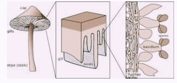 cap basidium stipe (sta NIN Гурав