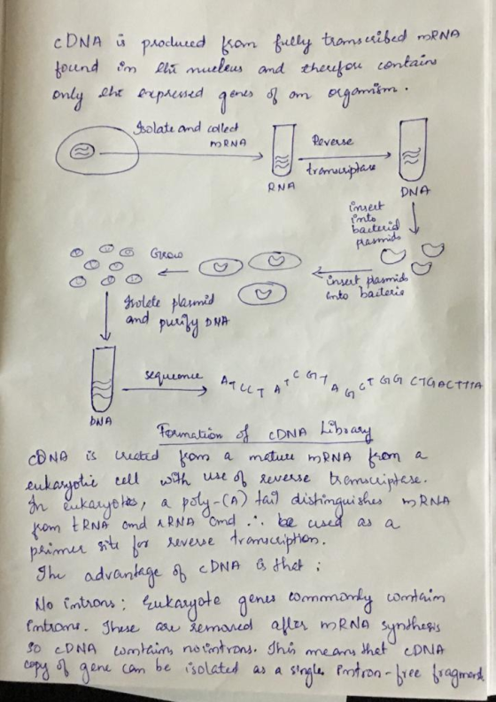cDNA is produced from fully transcribed mRNA found in the nucleus and therefore contains only the expressed genes of an organ