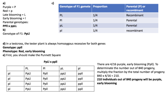 c) a) Purple = = P Genotype of F1 gamete Proportion Parental (P) or recombinant Red = p PL Recombinant PI Late blooming = L E