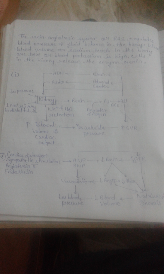 ast e..leoul ⑦y bleeol ehaasfum.$4 high, eell.s in the Kidney Melease the eme .oienin Ct dne hen ice to didal oool Volume utp