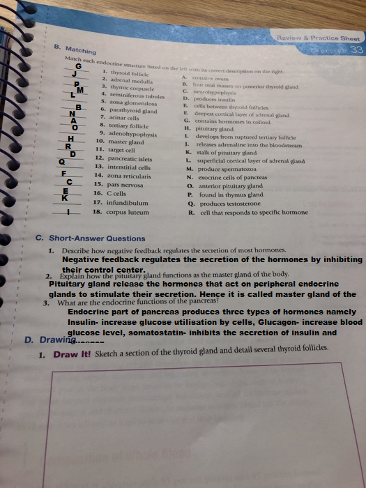 Review & Practice Sheet B. Matching DE 33 the core description on the - - == === watch each endocrine wat ted 1. thyroid foli