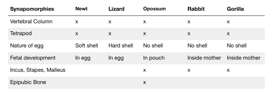 Synapomorphies Newt Lizard Opossum Rabbit Gorilla Vertebral Column Tetrapod Nature of egg Soft shell Hard shell No shell No s