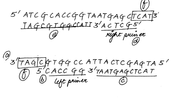 5 ATCG CACCGG TAATGAG CITCAT|3 IA GEGIGGELAII GACTć 65 right primer TAG| сте сс ATTA cТceATA 57 5CACC GG I TA ATGAG CTCA