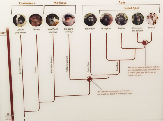 Prosimians Monkeys Apes Great Apes Tarsiers Lesser Apes Orangutans Gonillas Humans Lemurs and Lorises New World Monkeys Old W