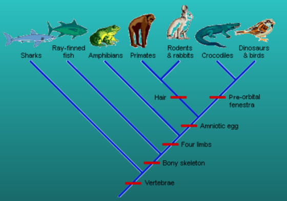 Sharks Ray-finned fish Amphibians Primates Rodents & rabbits Crocodiles Dinosaurs & birds Hair Pre-orbital fenestra Amniotic