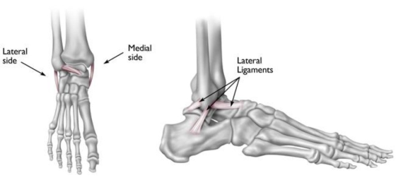 Lateral side Medial side Lateral Ligaments
