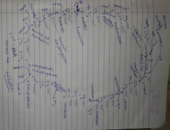 ADH NAD FADH CAD oxidelion ASH GT saccinyl CoA $4n thatase K-ketoglutarate 이lehy dro여 enaie HADH HAD Glucase NAD NADH Date Po