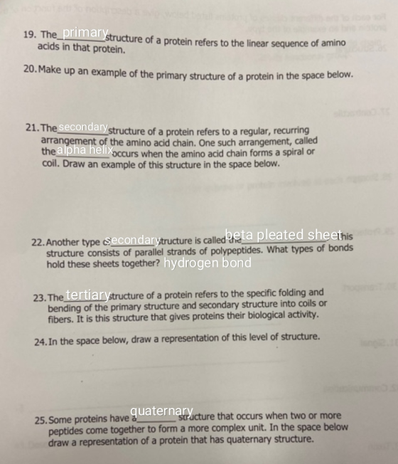 19. The_primarystru _Structure of a protein refers to the linear sequence of amino acids in that protein. 20. Make up an exam