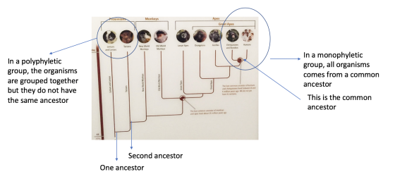 Prosimian Monkeys Apes Grgat Apes Tarsiers Dangutans Lesser Apes Gorillas Humans Lemurs and Lorises New World Monkeys Old Wor