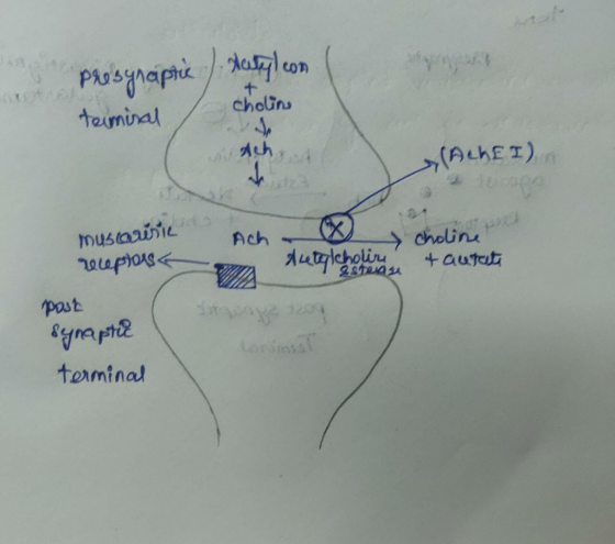 Presynaptic ) Katyl con coin terminal Achat SALLEI Ach muscarinic relepions Autylcholing choline & aurat post x2 synaptic ter
