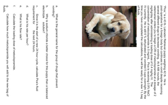 Pica, is a 43 lb. Labrador Retriever puppy weighing 42 lb. He is post-operative for a foreign body but continues to vomit d