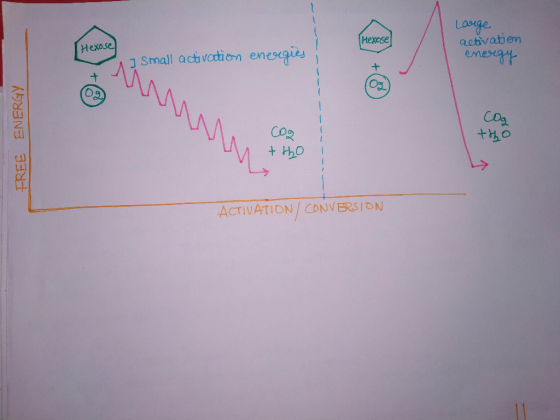 Large Mexose activation Hexose 1 Small activation energies energy FREE ENERGY ACTIVATION/ CONVERSION