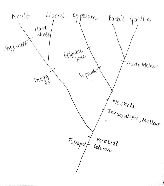 Noulti Lizard opposum Rabbit Gorilla Hard / shellt Epipubic Ihone 7 Inside Myther inpoucht - No shell - Incus, slapes Malleus