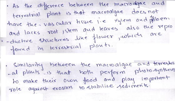 As the di cvence behocen tue macyoagee aud terretal plant is tat macroalgae does not -have the, vascula γ Hssue i-e xylem and