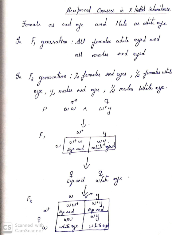 Reciprocal Carasses in x linted inheritanie Female as red eye and Male as white one The F, generation : all females while eye