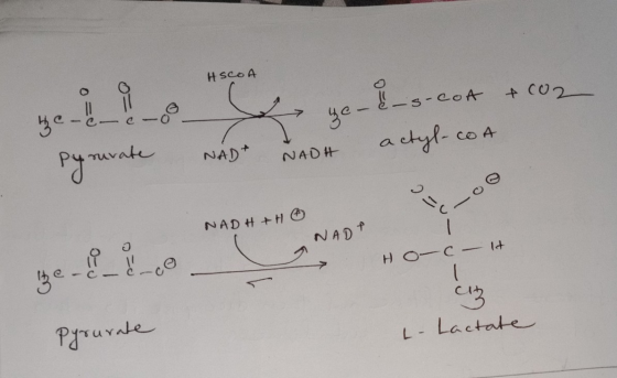 HSCOA -_s-cot &co2 Hecco tyl-CoA Pyruvate NADT NADH NADH + H NADT HOC - It pyourate L- Lactate