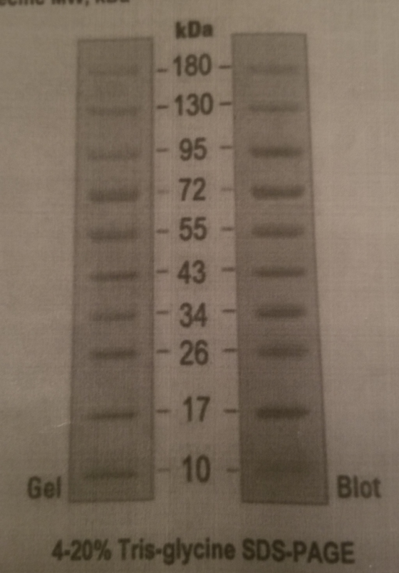 kDa -180 - - 130 95 72 55 43 34 - 26 17 10 - Gel Blot 4-20% Tris-glycine SDS-PAGE