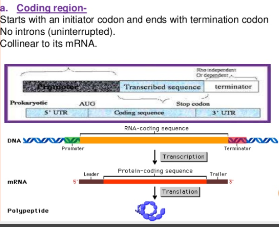 a. Coding region- Starts with an initiator codon and ends with termination codon No introns (uninterrupted). Collinear to its