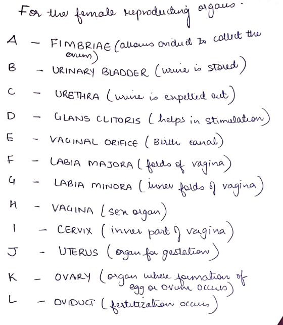 0 40- for the female reproducting oryou T - FIMBRIAE (alows Oviduet to evums) = (allows Oviduet to collect the B c D E F a H
