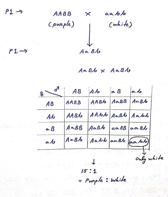 P1 - X AABB (purple) i aa bb (white) F1 -> Aa Bb A B% х Аав АВ Ab АВ А. е в ол AABB AABN AABB Aa Bb | ААВ АА. АавАал | AaBB A