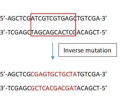 5-AGCTCGATCGTCGTGAGCTGTCGA-3 3-TCGAGCTAGCAGCACTCCACAGCT-5 Inverse mutation Inverse mutation 5-AGCTCGCGAGTGCTGCTATGTCGA-3