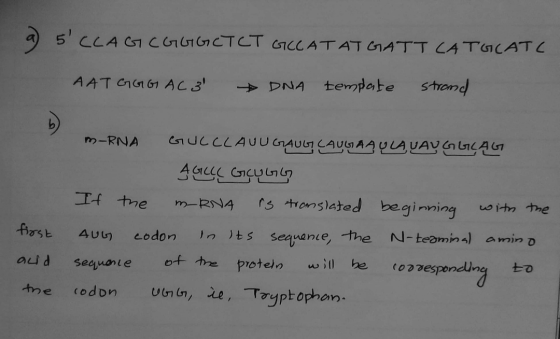 а) 5 CLA Cs CinccTCT CCCAT AT CATT CAT&CATE AAT GIGG AC3 DNA tempate strand m-RNA GUCCLAUUGIAUGT CAUGA AV LAVAVG GLAG A GLC G