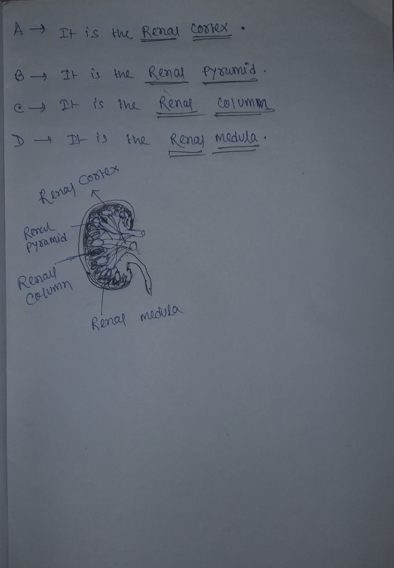 A It is the Renal correr B It is the Renal pysumid. e It is the Renas Columm D DI- is the Renas medula. Costex Renay Renal Py