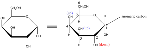 6
CH20H
CH2OH
(up) 5
ОН
н
anomeric carbon
ОН
Н
4
ОН
н (up)
1
ОН
Н
ОН
2
3
он (down)
н
ОН