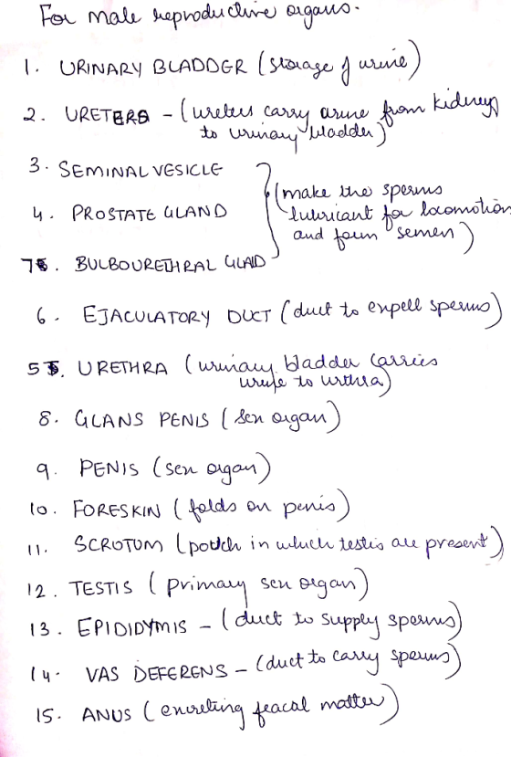 For male reproductive argans- 1. URINARY BLADOGR (storage furuvie) 2. URETERA -Curelers carry arune from kidinys ET BRB to ur