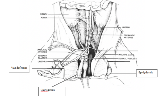 KIDNEY AORTA. URETER SPERMATIC ARTERIES UMBILICAL ARTERIES URINARY BLADDER URETHRA - INGUINAL CANAL -SEMINAL VESICLES Vas def