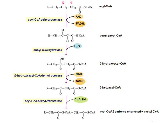 R-CH2-CH2-CH2-C-S-CoA acyl-CoA FAD acyl-CoAdehydrogenase FADH2 R-CH2 C-C-S-CoA trans-enoyl-CoA H2o enoyl-CoAhydratase он B-hy