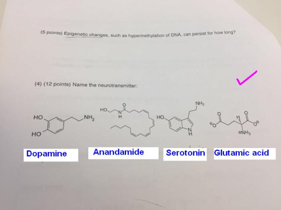(5 points) Epigenetic changes, such as hypermethylation of DNA, can persist for how long? (4) (12 points) Name the neurotrans