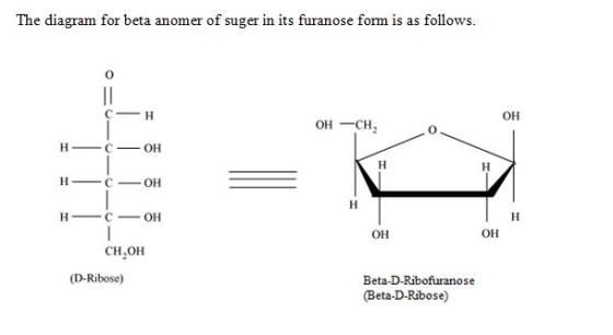 The diagram for beta anomer of suger in its furanose form is as follows OH OH CH,o OH OH CH,OH (D-Ribose) Beta-D-Ribofuranose