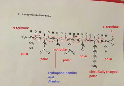4. A polypeptide is shown below: N-terminus C-terminus CH2 CH2 o Yo polar CH CH2 CH2 CH CH2 OH CH2 SH 0 SH nonpolar polar CH